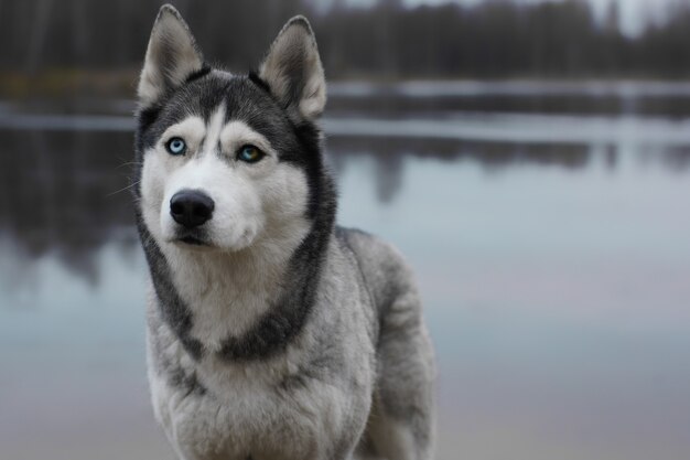 Graue Hunderasse Husky mit unterschiedlicher Augenfarbe steht am Ufer des Herbstsees.