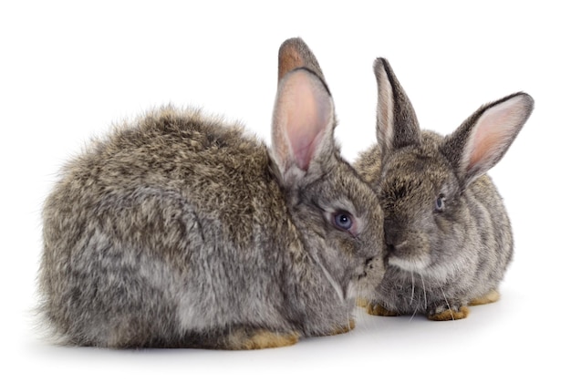 Graue Kaninchen isoliert