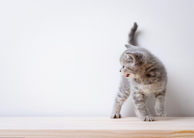 Graue Katze auf einem Holzschreibtisch, britischer Kurzhaar-schottischer gerader Katzenblick auf empte Raum für Objekt