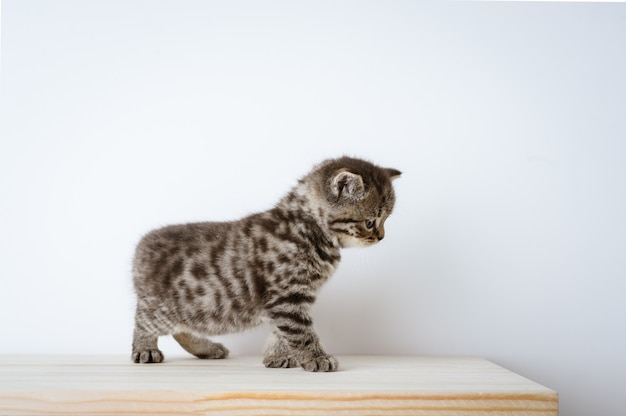 Graue Katze auf einem Holzschreibtisch, britischer Kurzhaar-schottischer gerader Katzenblick in der Kamera