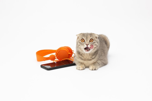 Graue Katze auf einer weißen Oberfläche, die Musik in einem orangefarbenen Kopfhörer und einem Telefon hört