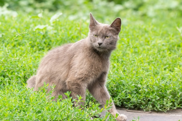 Graue Katze auf Gras