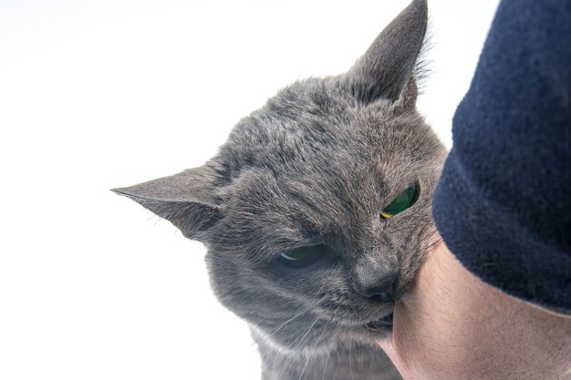 Graue Katze beißt eine Männerhand auf weißem Hintergrund Raubkatzen