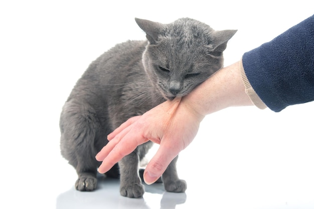 Graue Katze beißt eine Männerhand auf weißem Hintergrund Raubkatzen