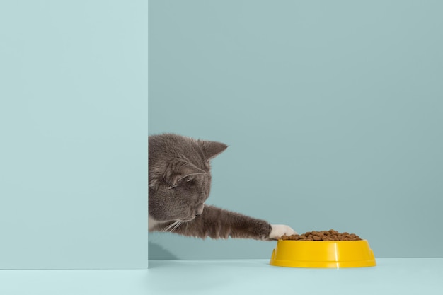 Graue Katze blickt aus der Ecke, Tiergefühle schaut sich eine Schüssel mit Essen an.