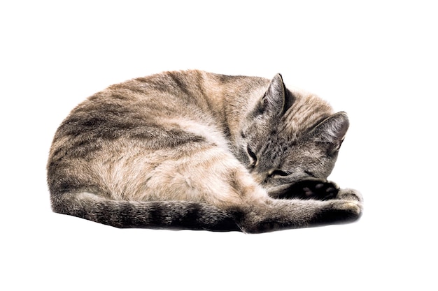 Graue Katze, die auf einem weißen Hintergrund schläft