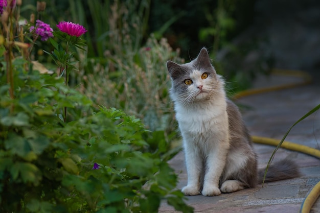 Graue Katze, die bei Sonnenuntergang in einem Garten mit schöner Beleuchtung spielt Süße Katze sitzt in einem sonnigen Sommergarten Kleine lustige Katze, die im Freien sitzt