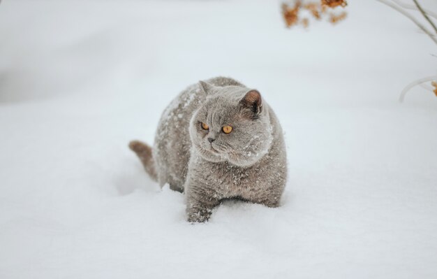 Graue Katze, die durch eine Schneewehe geht