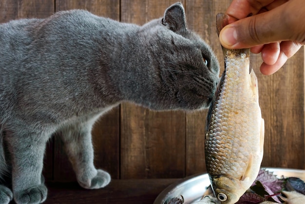 Graue Katze, die Fisch von einem Tablett isst
