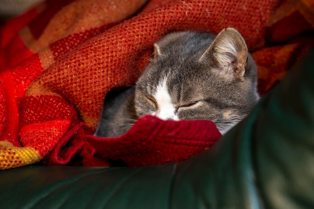 Graue Katze, die unter einer Decke schläft