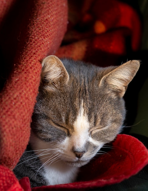 Graue Katze, die unter einer Decke schläft