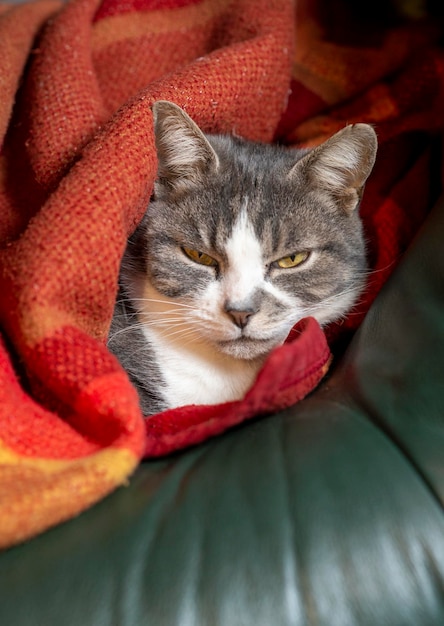 Graue Katze, die unter einer Decke schläft