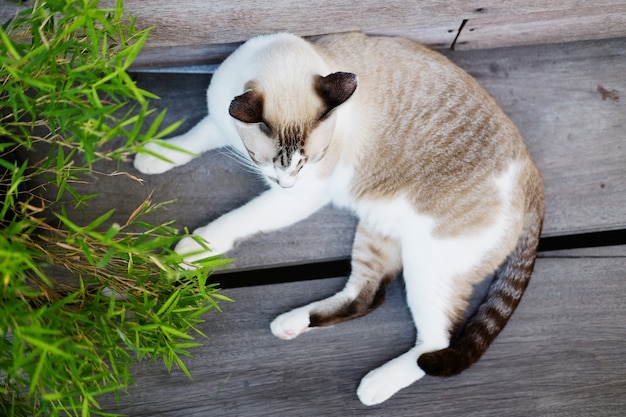 Graue Katze entspannen sich auf Holzfußboden mit Sonnenlicht in natürlichem vom Garten