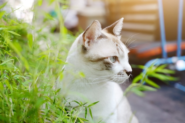 Graue Katze entspannen sich und essen Graskraut im Garten