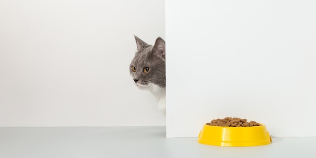 Graue Katze guckt aus der Ecke, tierische Gefühle, schaut auf eine Schüssel mit Futter, auf einem weißen Konzept.