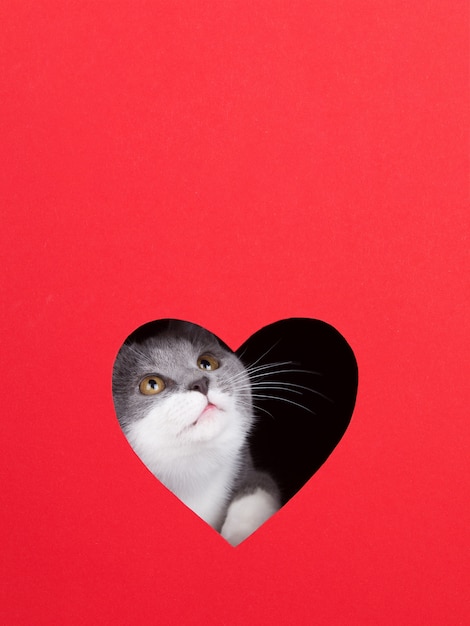 Graue Katze guckt aus Loch in Form eines Herzens auf rotem Grund. Valentinstag Konzept