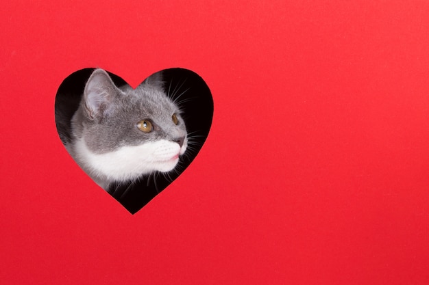 Graue Katze guckt aus Loch in Form eines Herzens auf rotem Grund. Valentinstag Konzept