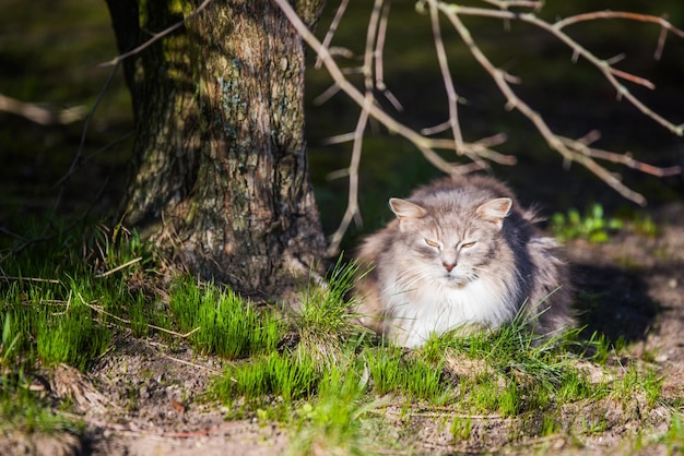 Graue Katze im Park sah Vögel an, die aufflogen