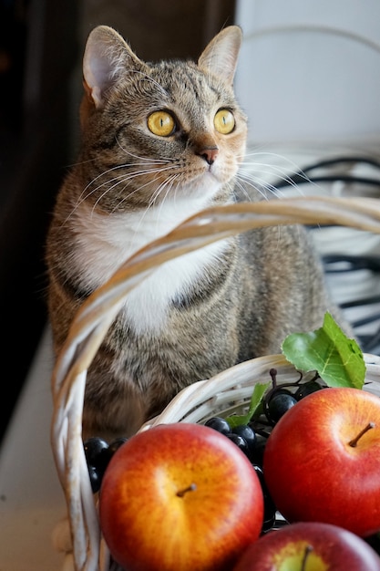 Graue Katze in der Nähe von Weidenkorb