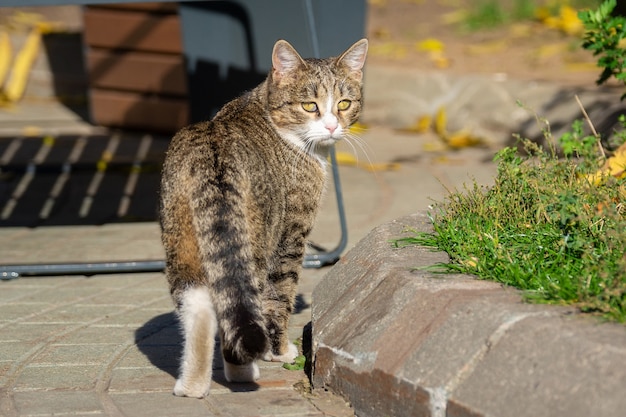 Graue Katze in der Natur