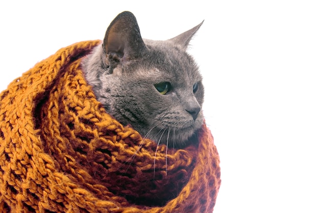 Graue Katze in einem bunten gestrickten warmen Schal auf weißem Hintergrund Wärme und Komfort von Haustieren