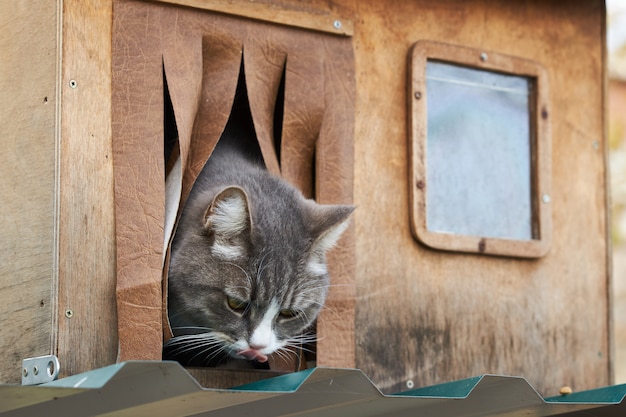 Graue Katze leckt sich und streckt den Kopf aus seinem kleinen Holzhaus