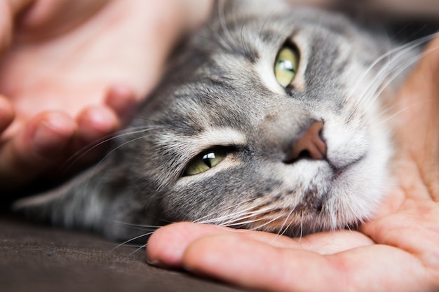 Graue Katze liegt in den Händen eines Mädchens