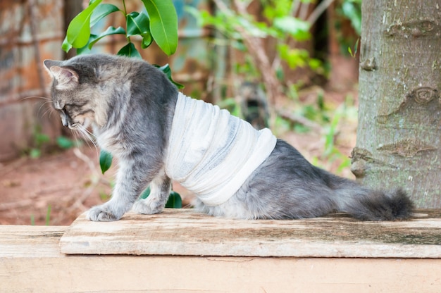 Graue Katze lustig verbunden