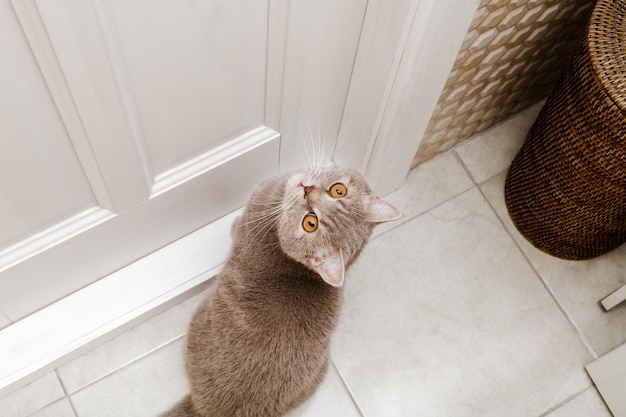 Foto graue katze mit gelben augen auf dem boden süße schottische stright-katze draufsicht