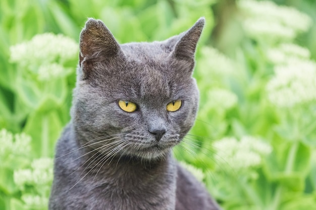 Graue Katze mit gelben Augen