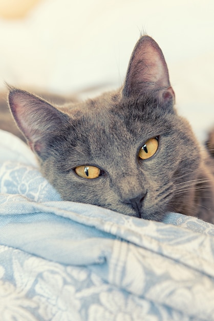 Graue Katze mit gelben Augen