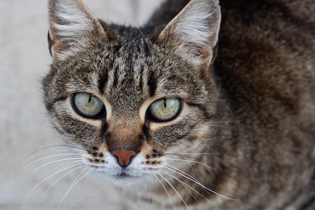 Graue Katze mit grünen Augen auf der Straße