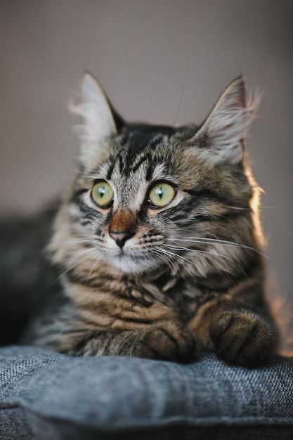 Graue Katze mit grünen Augen aus nächster Nähe