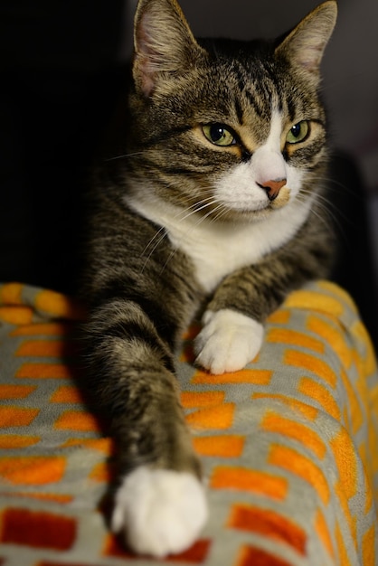 graue katze mit grünen augen, die auf der couch ruhen