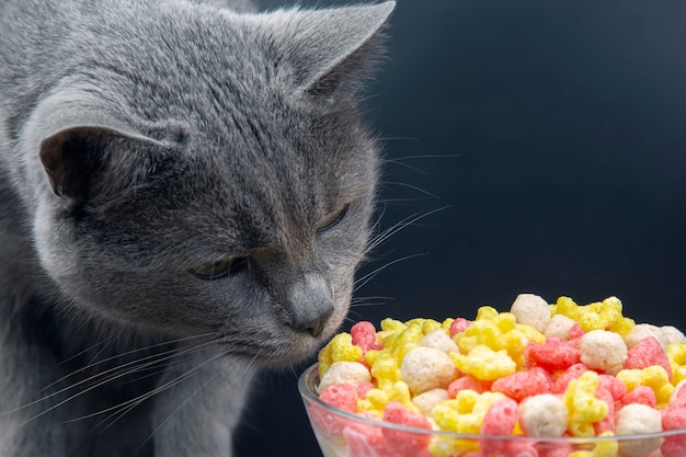 Graue Katze mit interessanten Gerüchen trockener Farbsnack. Farbige leichte Snacks. Diät und Kalorien. Dessert Essen.