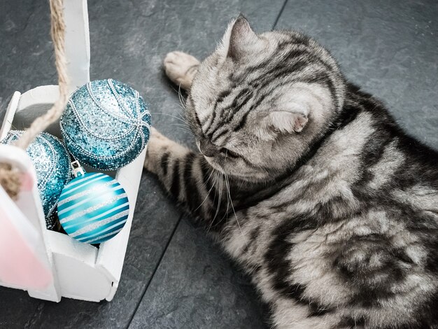 Graue Katze mit Weihnachtsschmuck auf schwarzem Hintergrund