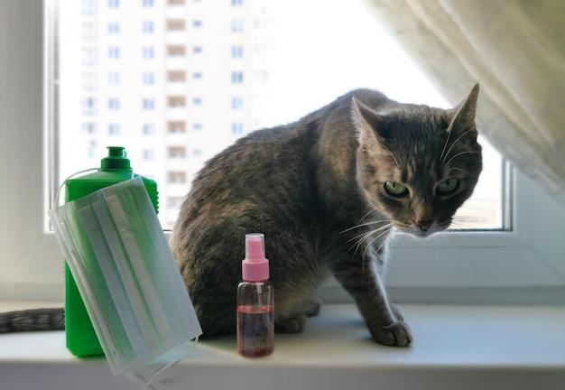 Graue Katze schaut mit großen Augen in die Kamera Katze sitzt mit einem Antiseptikum auf einem Fensterschloss