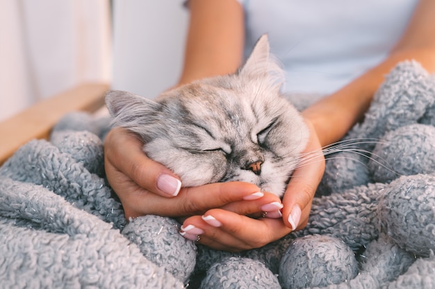 Graue Katze schläft in den Armen des Besitzers Frau streichelt schöne Katze in warmer kuscheliger Decke