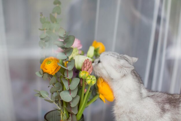 Graue Katze schnüffelt einen schönen Blumenstrauß mit orangefarbenen