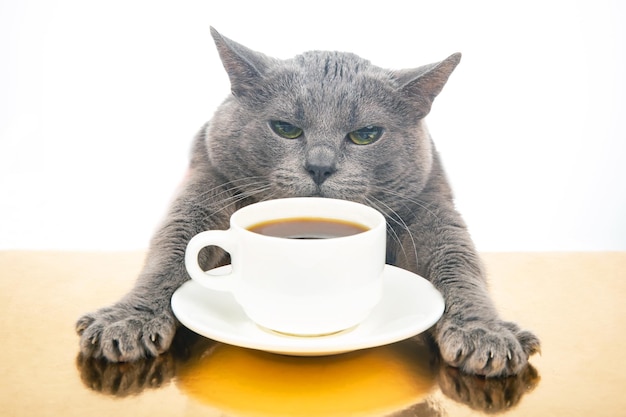 Graue Katze sitzt an einem Tisch in der Nähe einer weißen Tasse mit schwarzem, heißem Kaffee, hausgemachtem Frühstückskonzept mit Lieblingstier