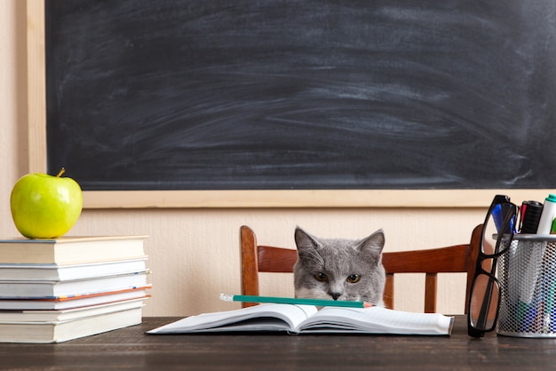 Graue Katze sitzt an einem Tisch mit Büchern und Notizbüchern und lernt zu Hause.