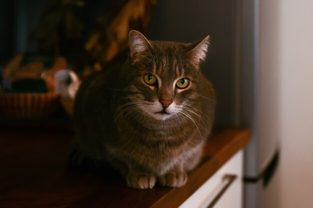 Graue Katze sitzt auf dem Tisch in der Küche