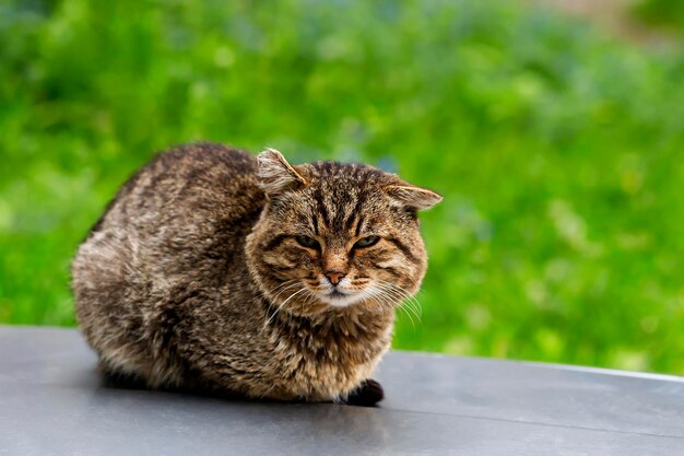 Graue Katze sitzt auf der Straße