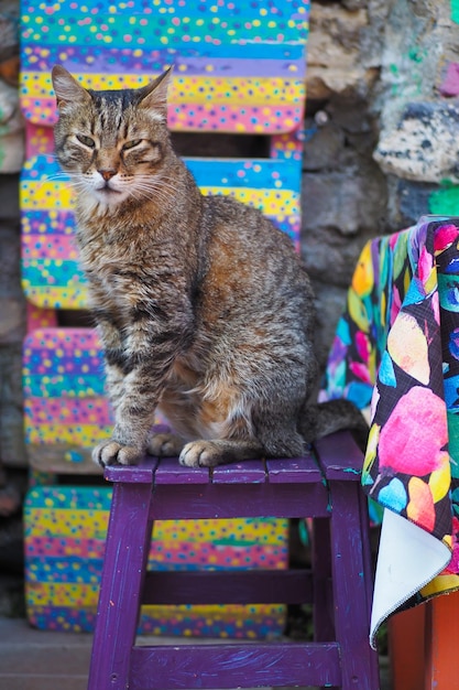 Graue Katze sitzt auf einem Stuhl in der istanbuler Caféstraße