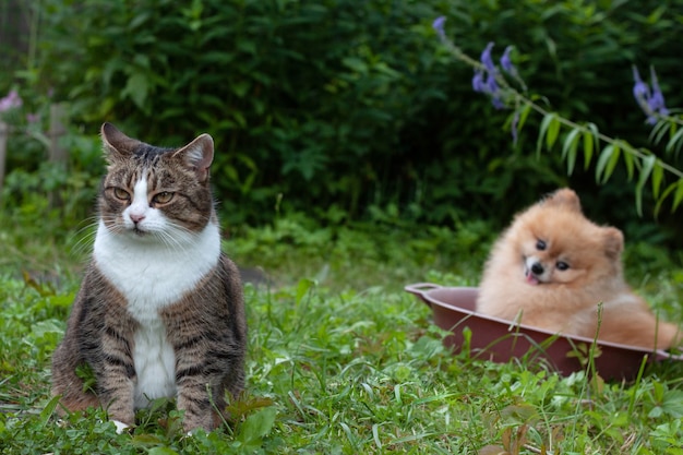 graue Katze sitzt im Hof auf dem grünen Gras hinter dem kleinen Pomeranian