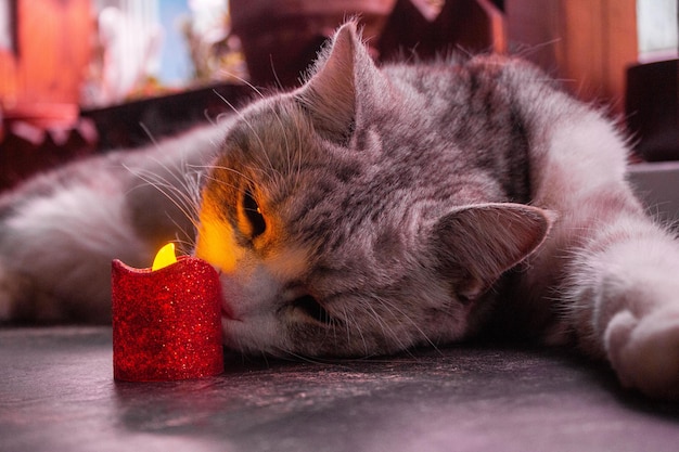 graue Katze spielt mit einer Kerze