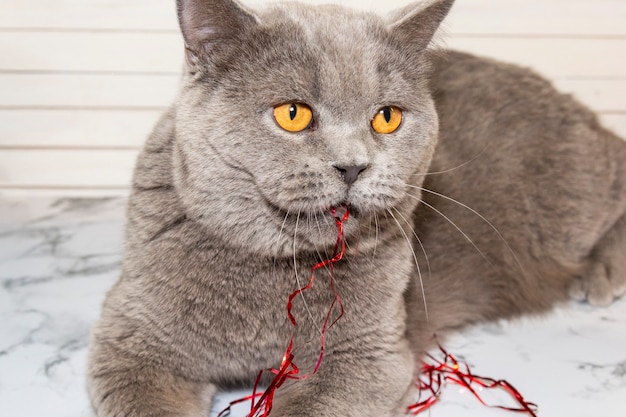 Graue Katze spielt mit Neujahrslametta, Dekorationen.