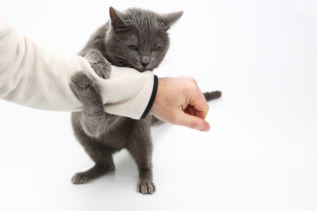 Graue Katze umklammerte seine Pfoten die Hand eines Mannes auf weißem Hintergrund