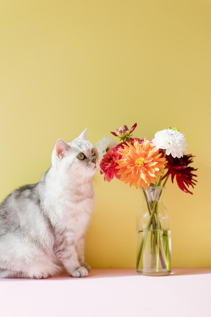 Graue Katze und Blumenstrauß aus Dahlien