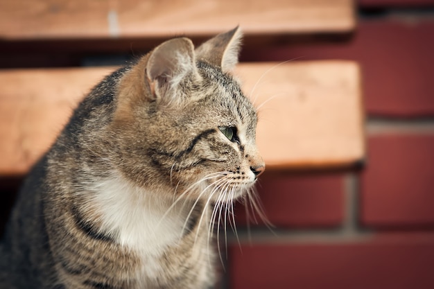 Graue Katze vor einer Mauer